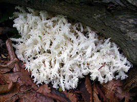 Hericium coralloides .